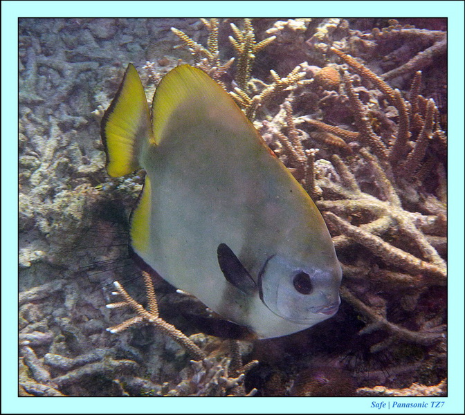 2011 - 08 - Borneo - Mataking 73